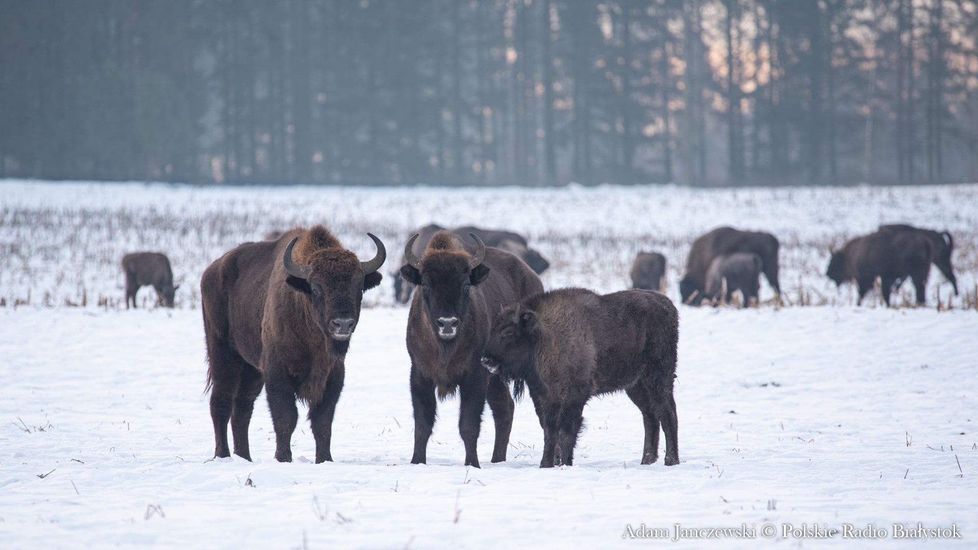 Nadleśnictwo Augustów zgromadziło tony jedzenia dla żubrów