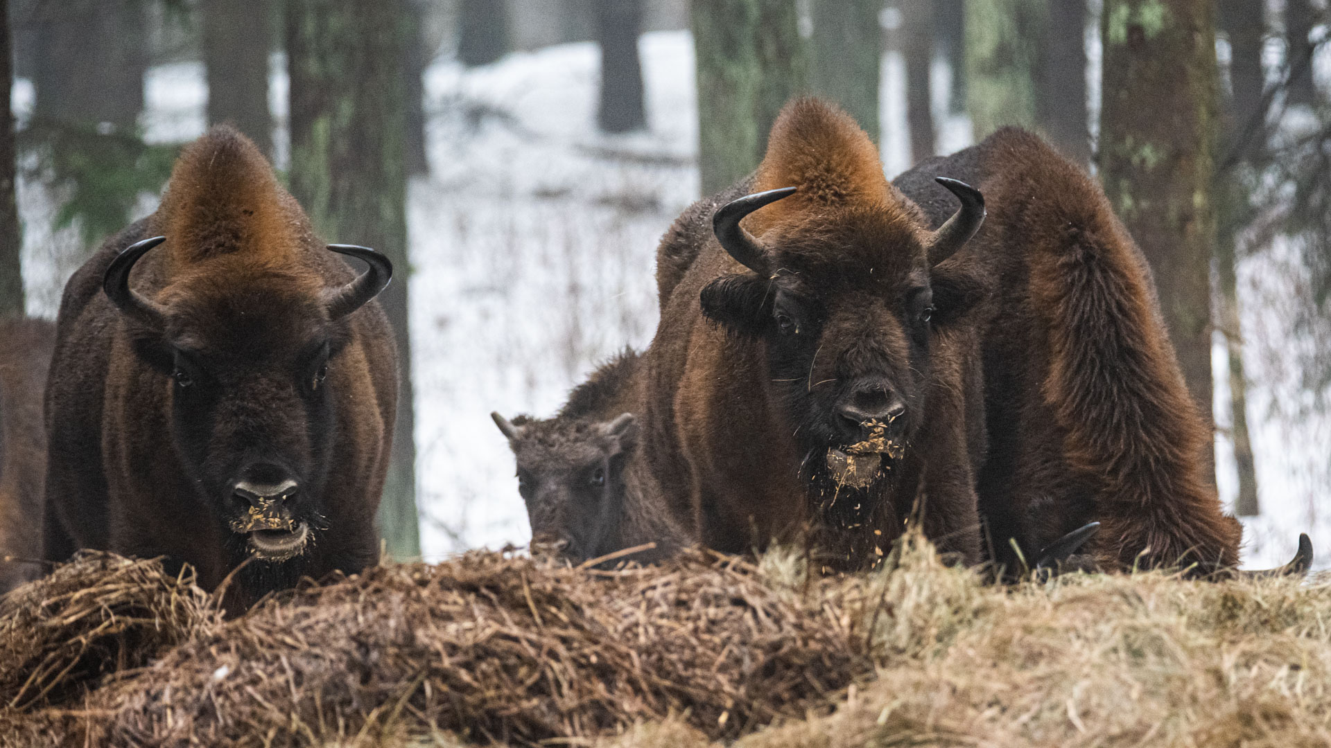 W regionie trwa zimowe dokarmianie żubrów [zdjęcia]