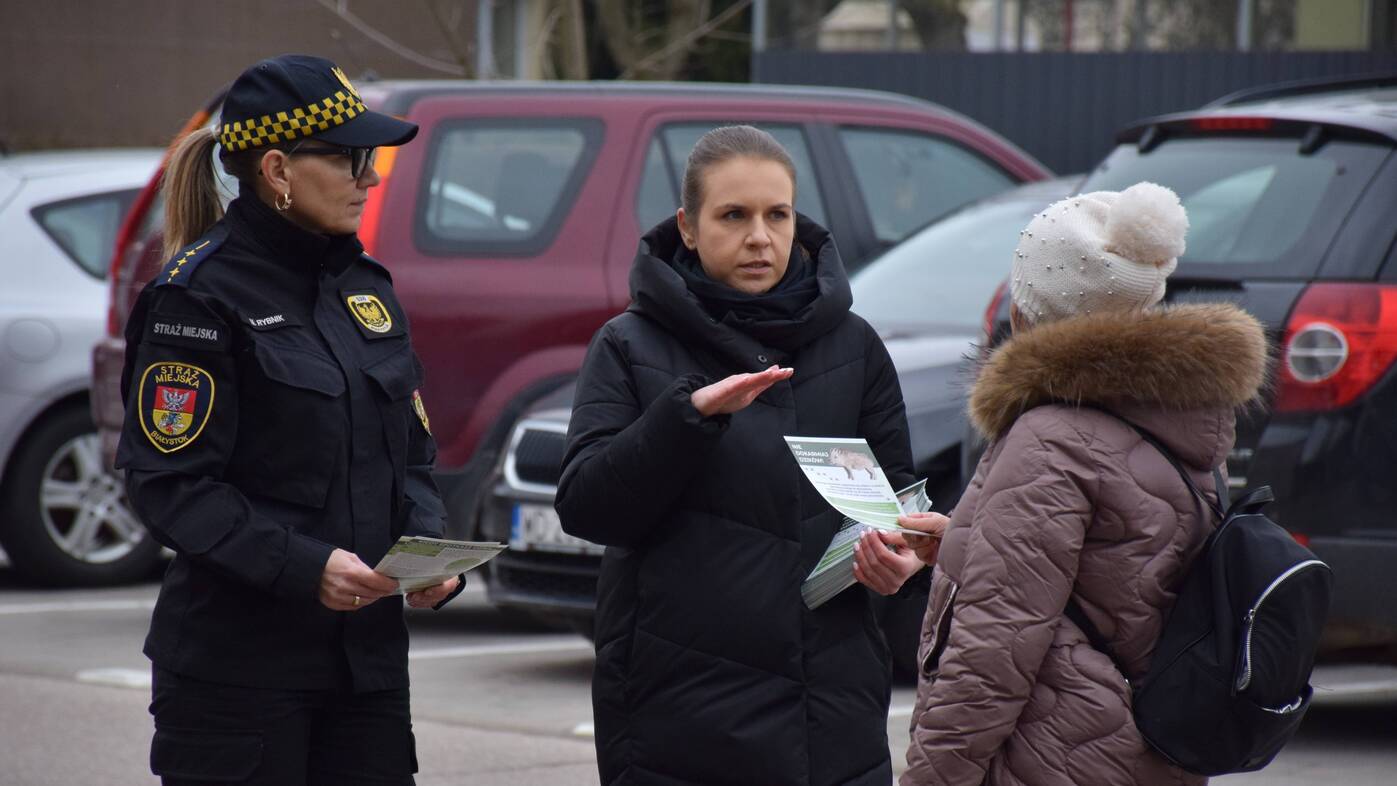 Białostocka Straż Miejska apeluje o niedokarmianie pojawiających się w mieście dzików