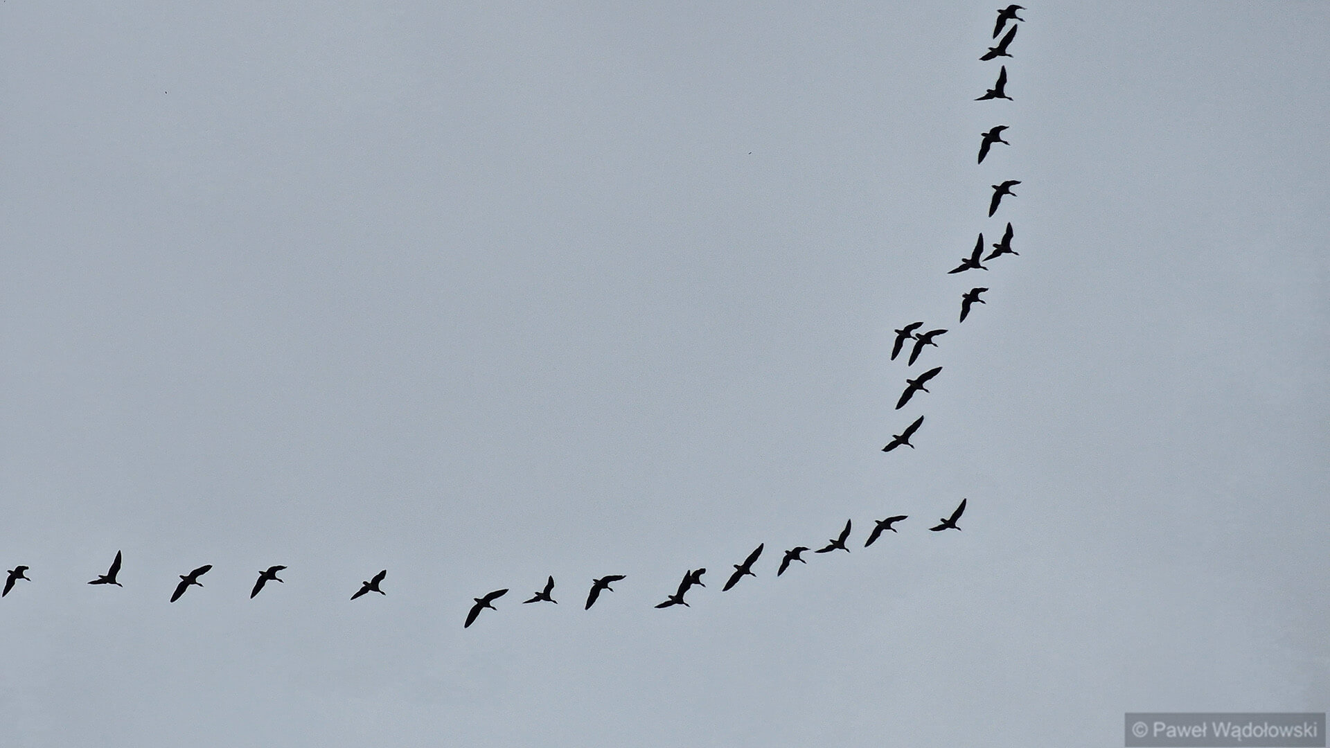 Będziemy mieli mniej czasu na podziwianie ptaków, które odwiedzają Biebrzę