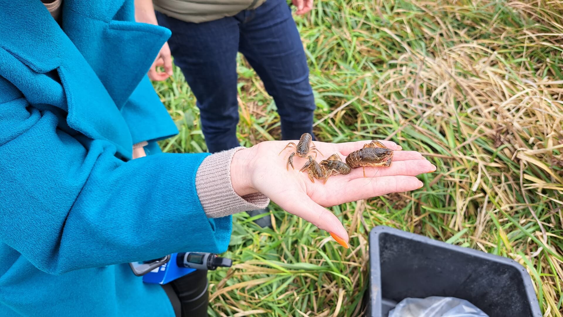 Pół tysiąca raków błotnych wpuszczono do Narwi koło Suraża