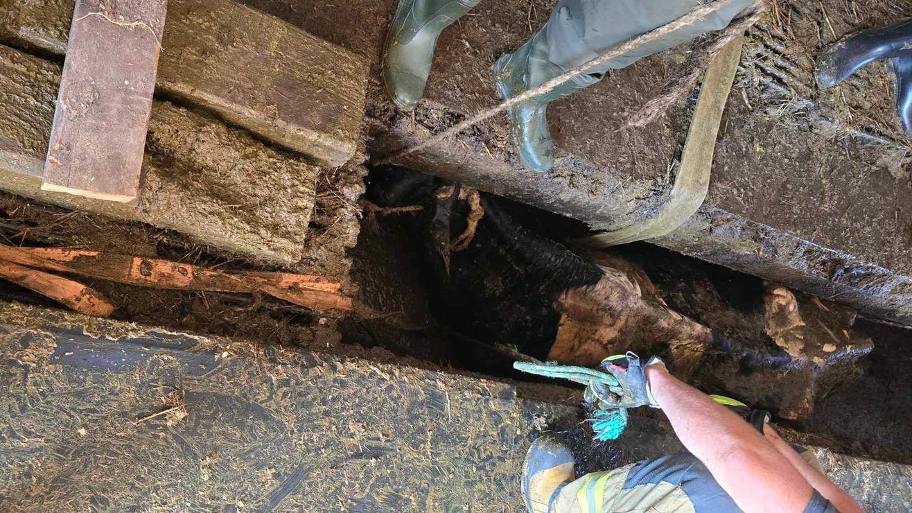 Nietypowa akcja strażaków - uratowali trzy krowy, które wpadły do szamba