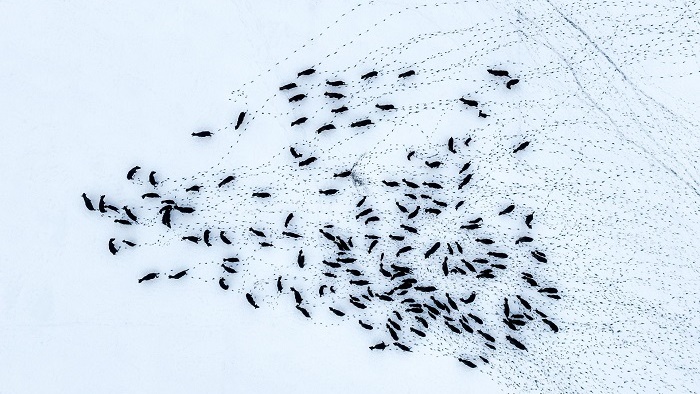 Sensacyjne odkrycie w Puszczy Białowieskiej - naukowcy zaobserwowali ogromne stado żubrów