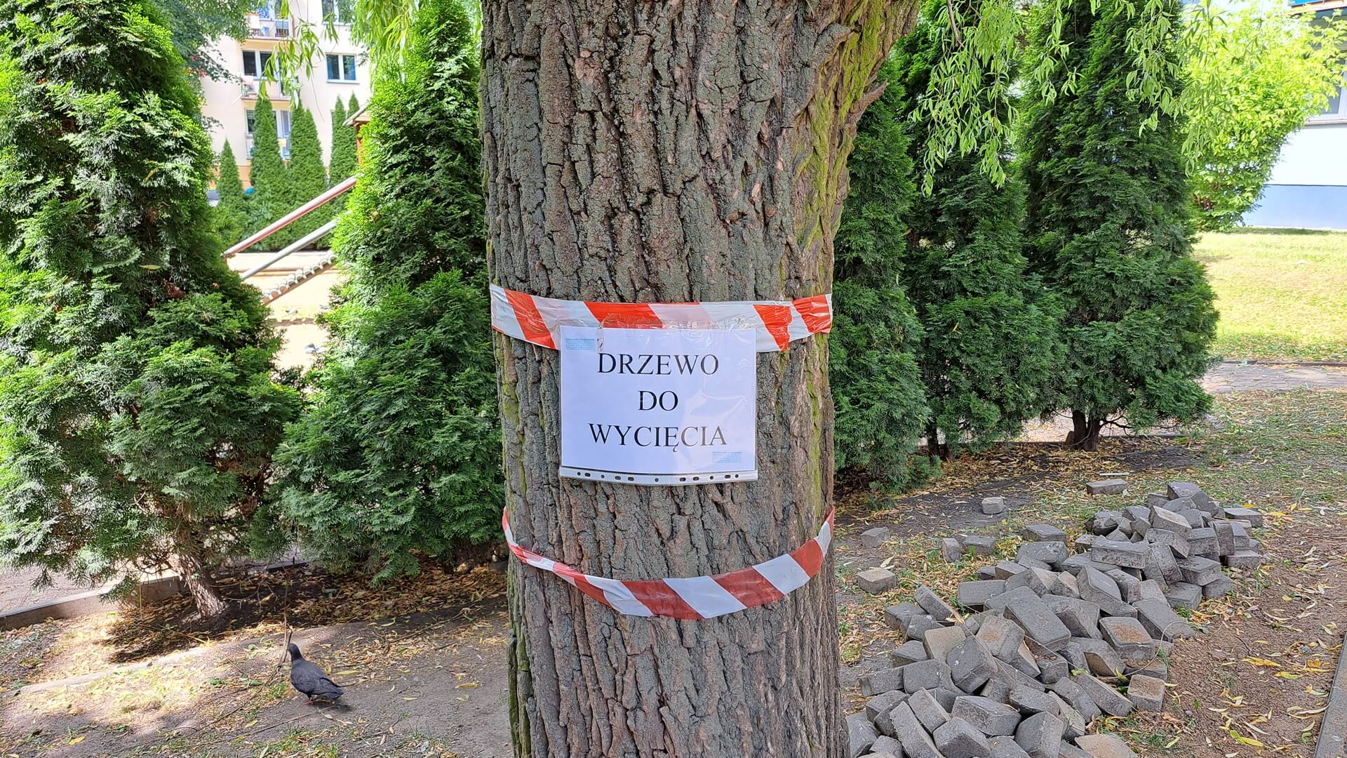 Mieszkańcy żądają wstrzymania wycinki drzew między blokami przy ulicy Nowogrodzkiej w Białymstoku