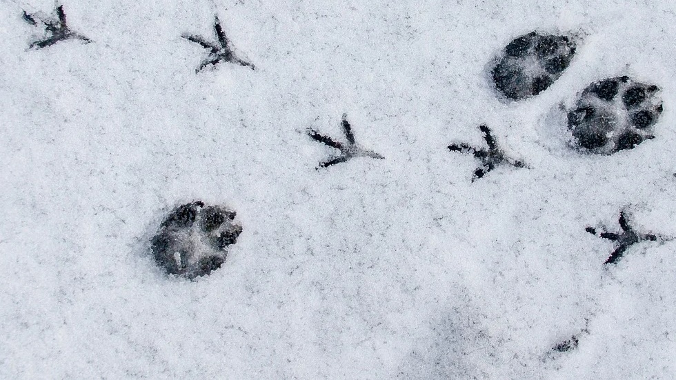 Przyrodnicy z Biebrzańskiego Parku Narodowego zachęcają do szukania tropów w śniegu