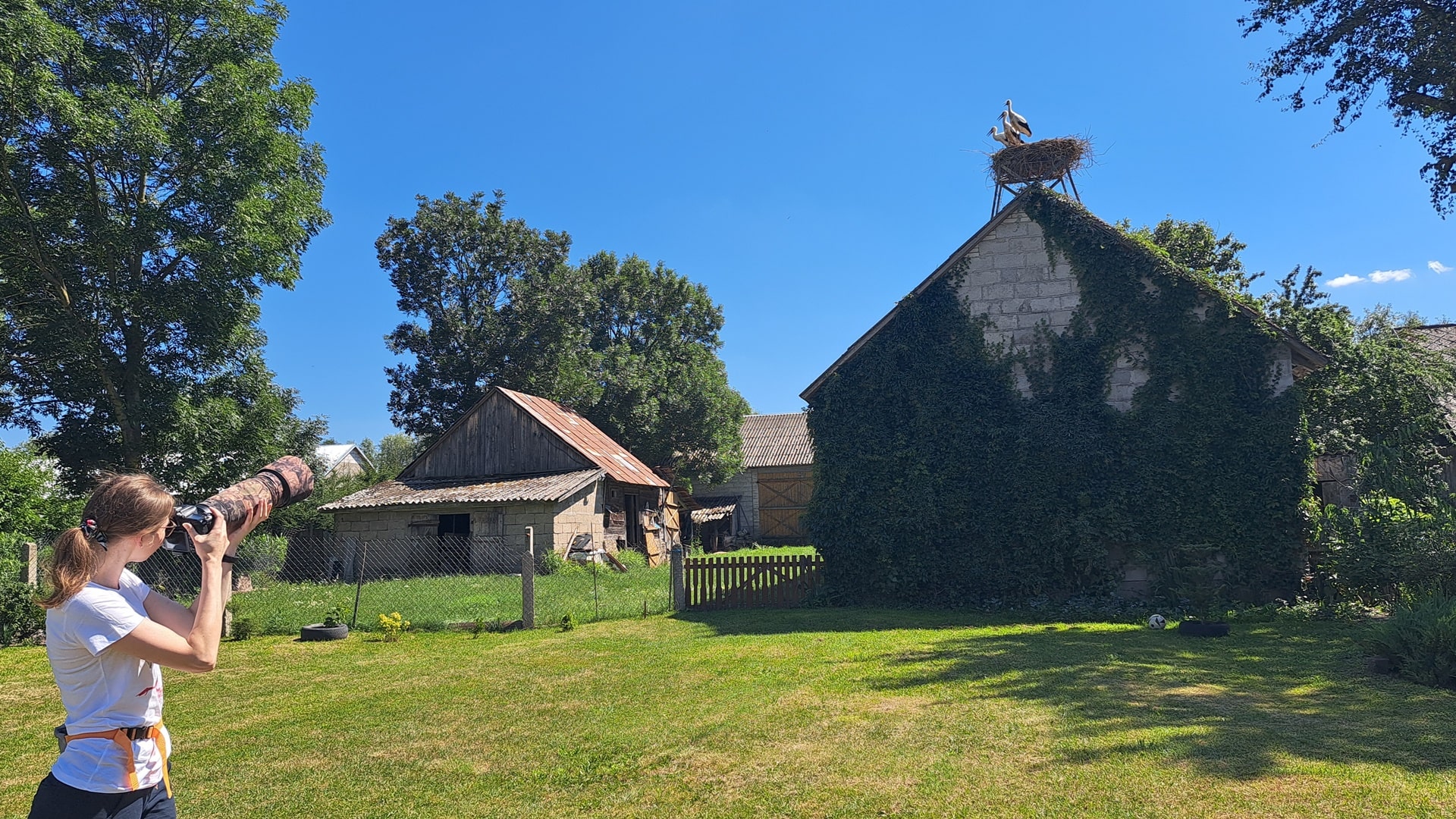 Jak dużo jest bocianów? Dowiemy się z Międzynarodowego Spisu Bociana Białego