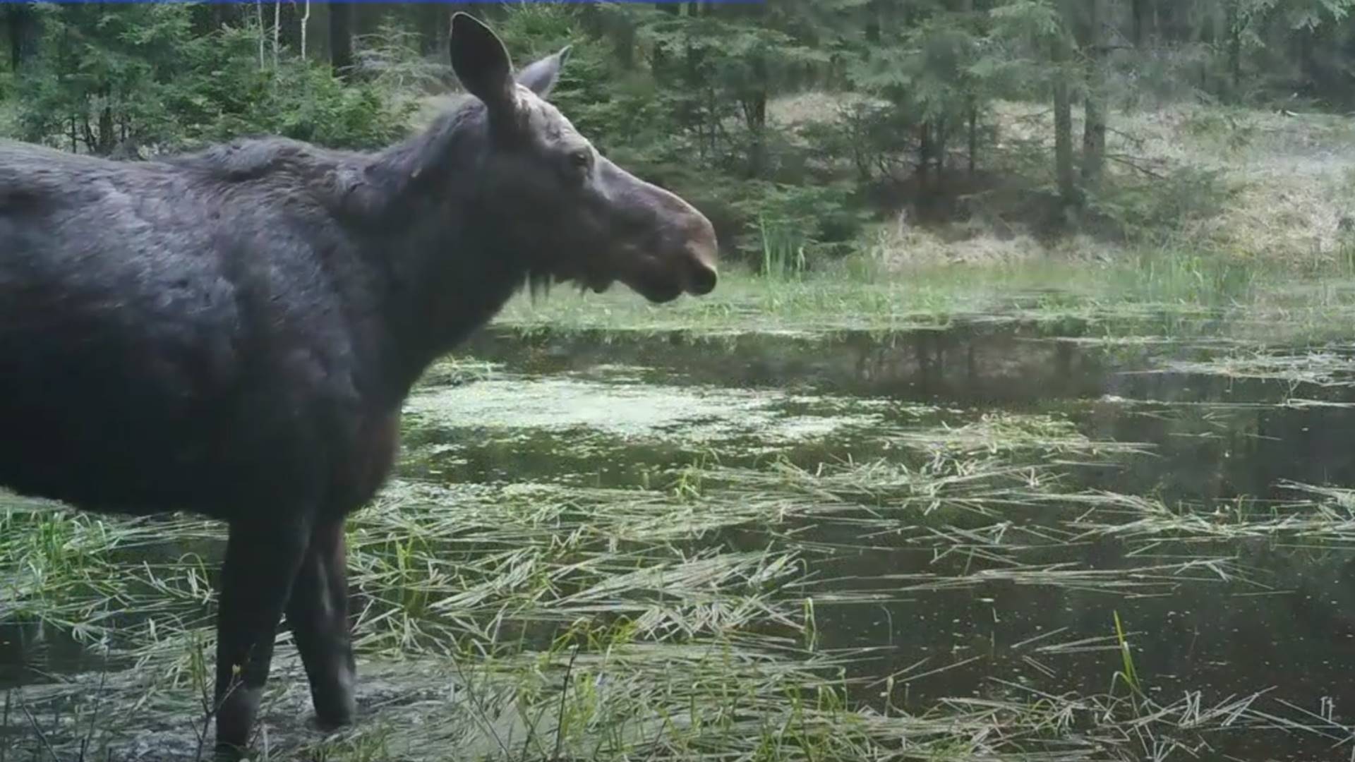 Fundusz Żubra na wykup gruntów otaczających Biebrzański Park Narodowy przeznaczył 1 milion złotych