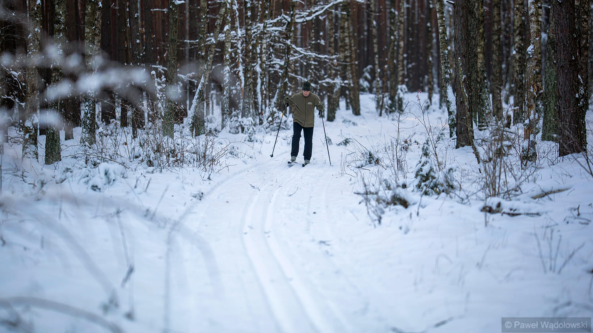 W Biebrzańskim Parku Narodowym wytyczono kilka tras do jazdy na nartach biegowych