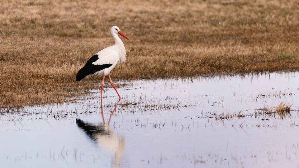 Idzie wiosna - nad Biebrzę przyleciały już pierwsze bociany