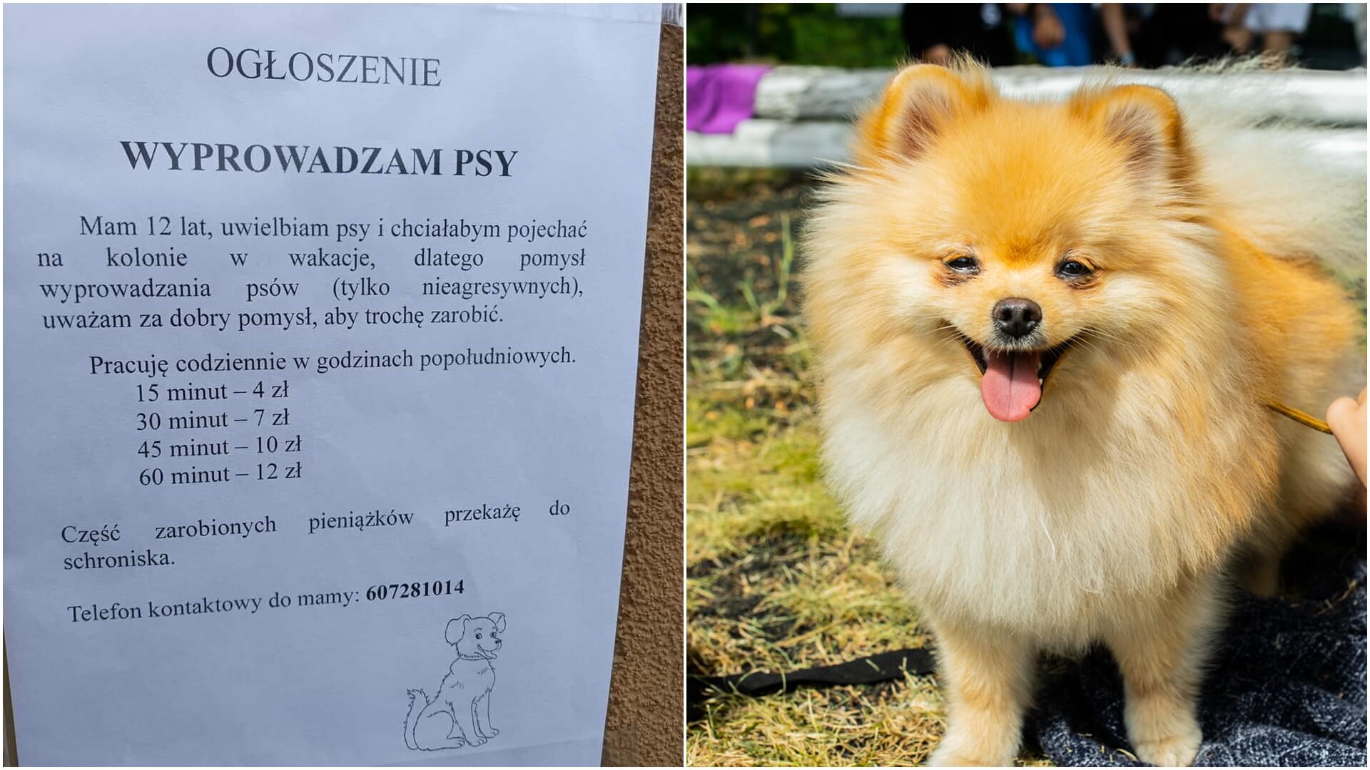 Dwunastolatka z Białegostoku oferuje wyprowadzanie psów, by zarobić na kolonie. Jej ogłoszenie podbija sieć