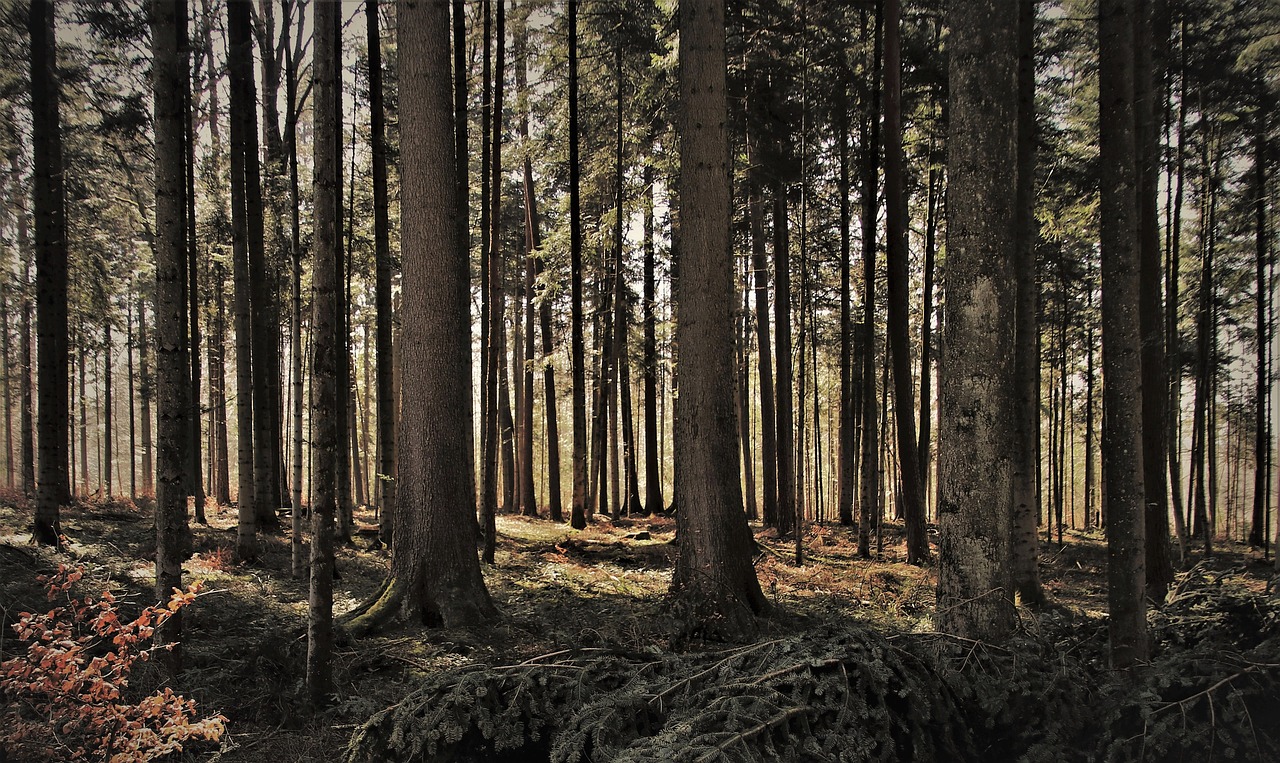 W ramach projektu „Odkrywamy, śledzimy i chronimy faunę Białegostoku” będzie można zwiedzić Las Solnicki nocą