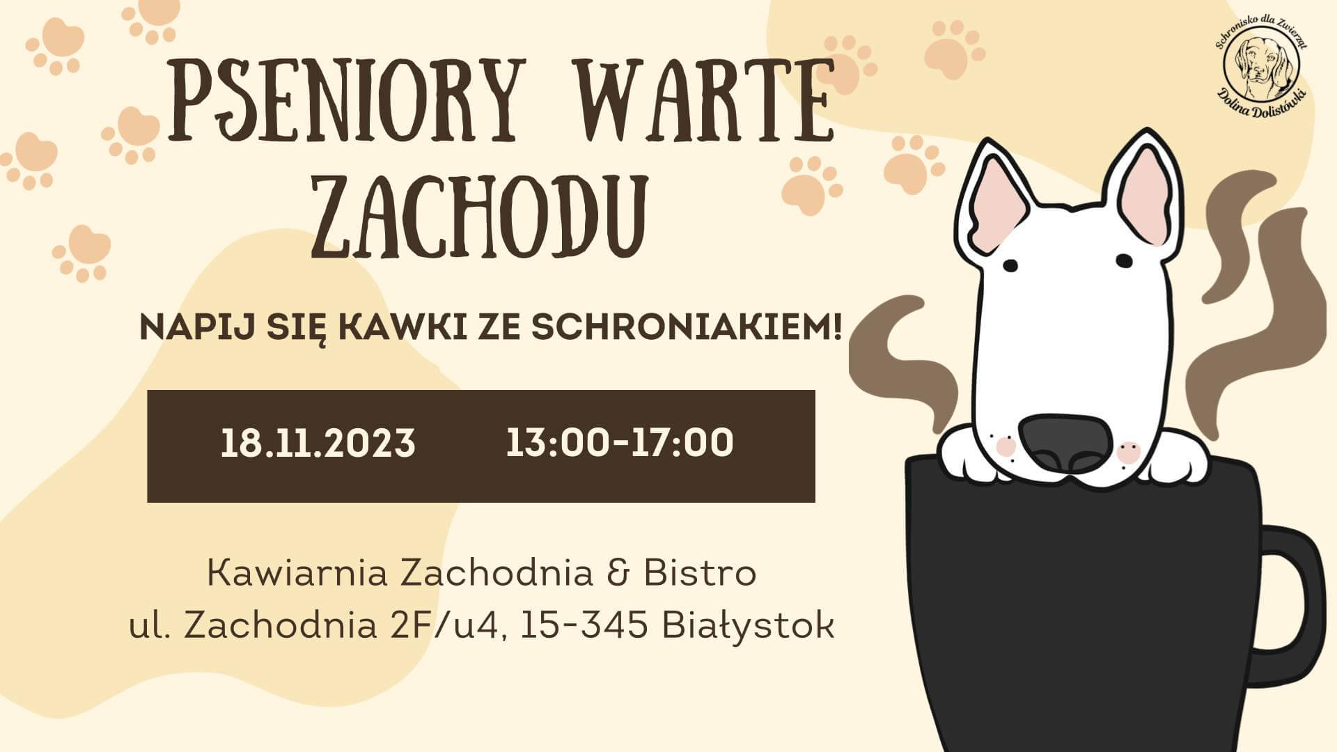 "Adoptuj seniora, zanim będzie za późno" - starsze psy ze schroniska czekają na adopcję