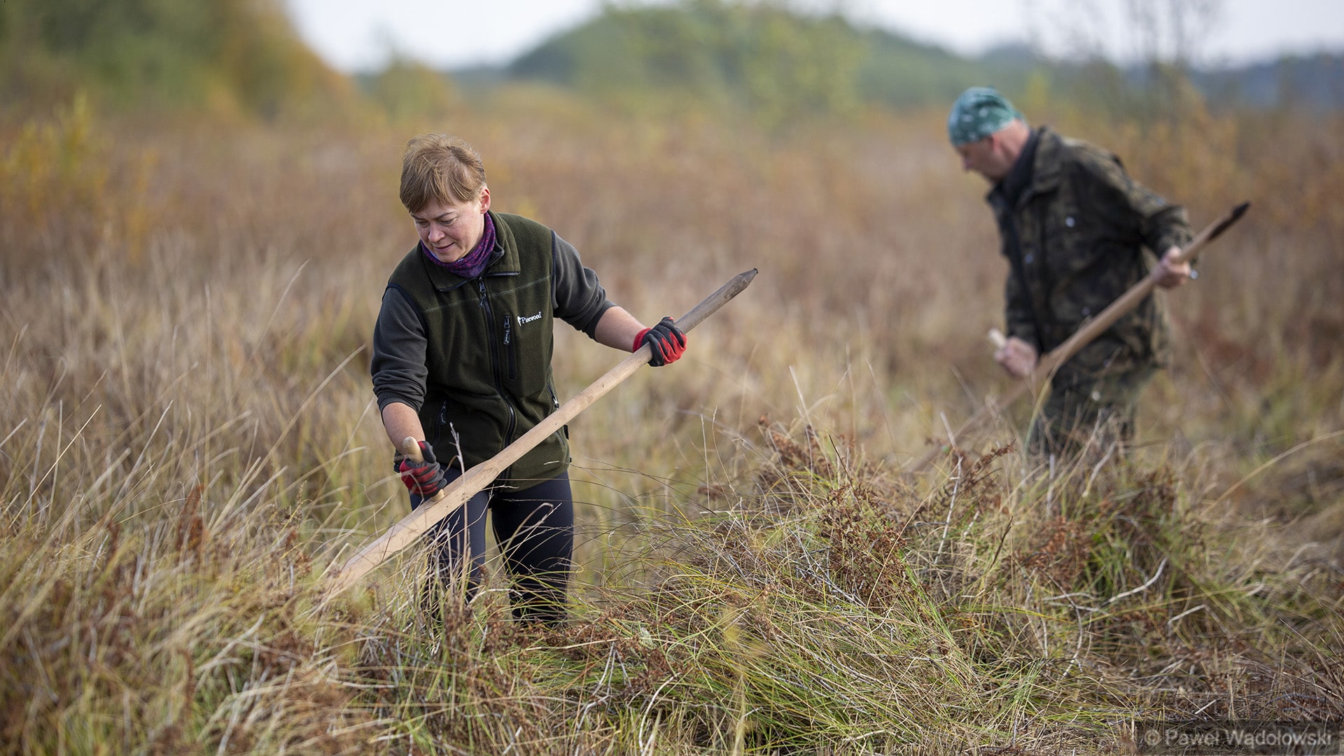 W Biebrzańskim Parku Narodowym trwają jesienne sianokosy