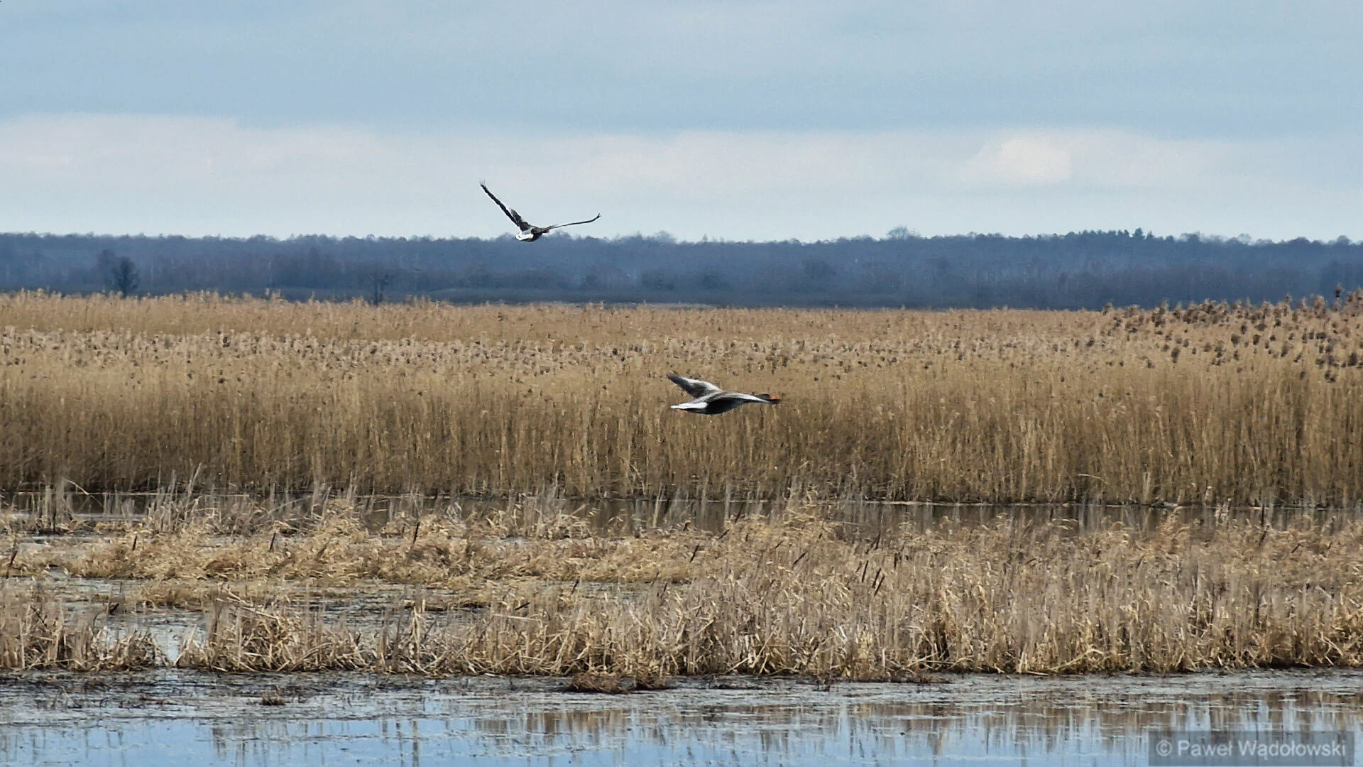 Biebrzański Park Narodowy poszukuje wolontariuszy