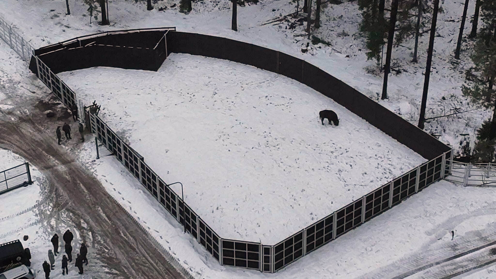 W zagrodzie pokazowej w Kopnej Górze są już pierwsze żubry