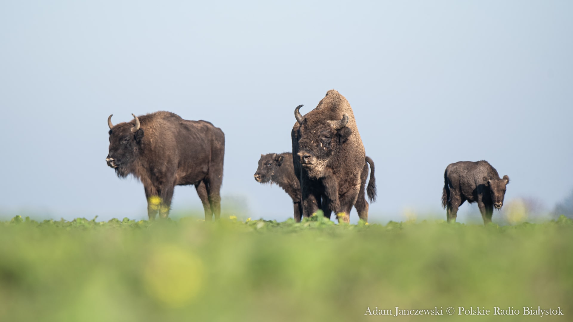 Na drodze między Supraślem a Krynkami wojskowy pojazd zderzył się z żubrem - zwierzę nie przeżyło
