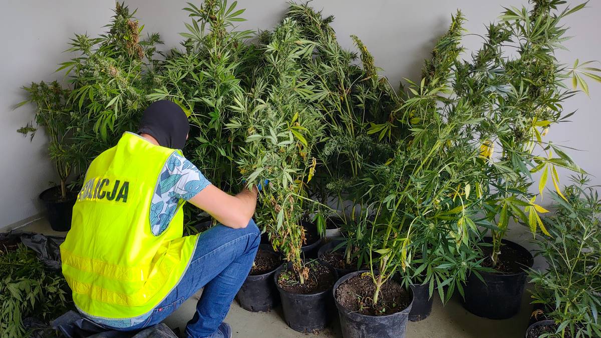 Sokólscy policjanci znaleźli rekordową ilość narkotyków