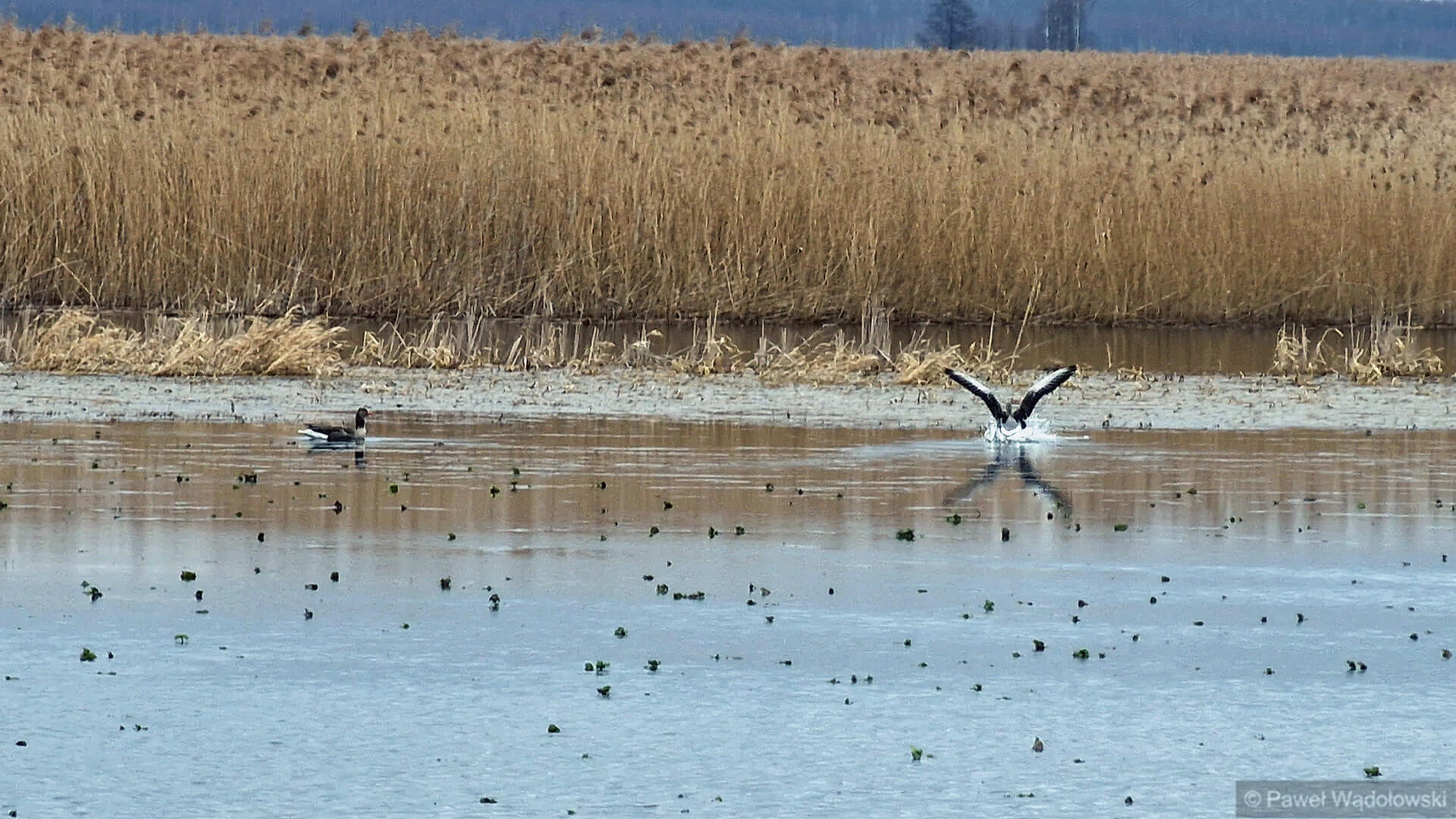 Jaka jest natura tegorocznej wiosny?