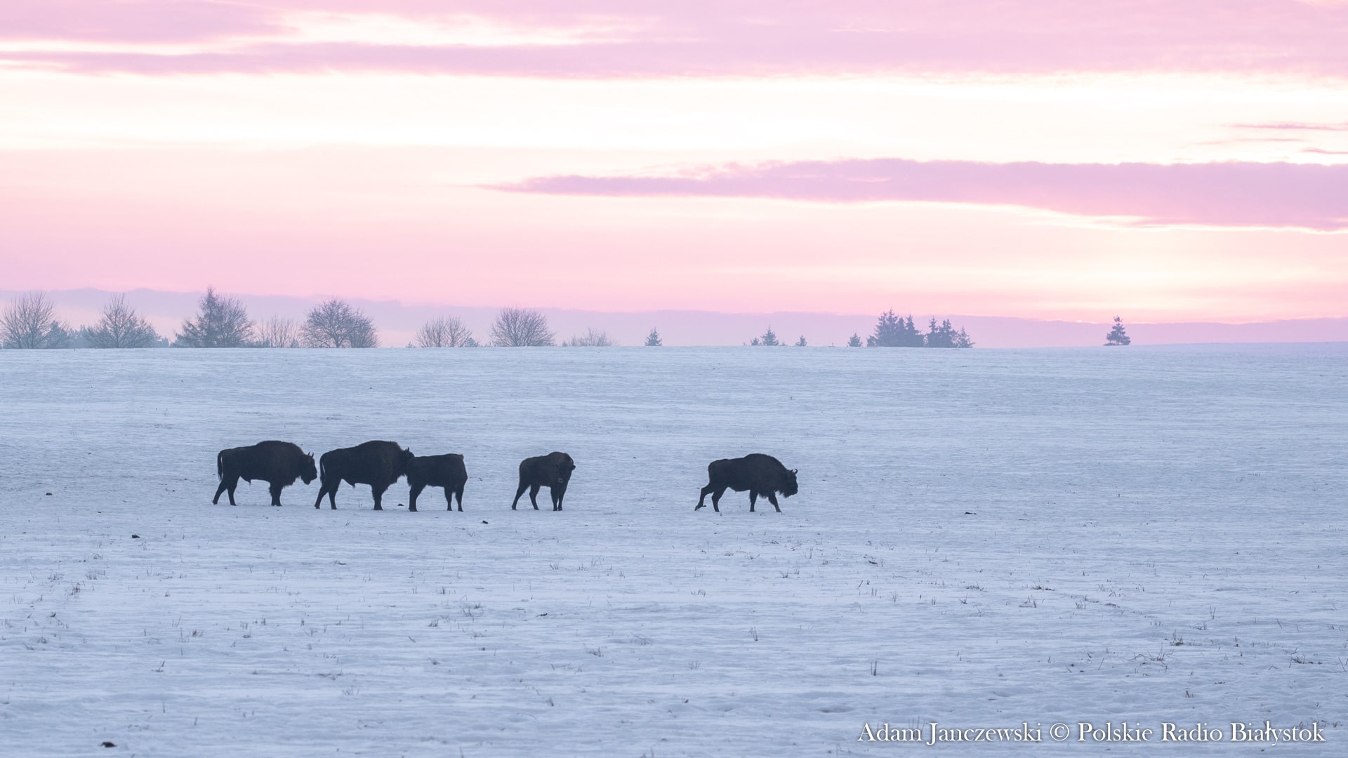 Blisko 300 żubrów żyje w Puszczy Knyszyńskiej