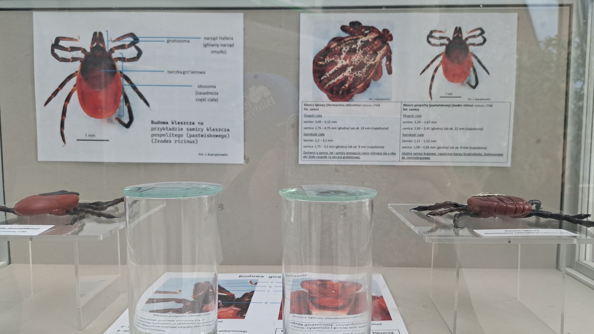 Eksperci zachęcają do szczepień przeciwko kleszczowemu zapaleniu mózgu