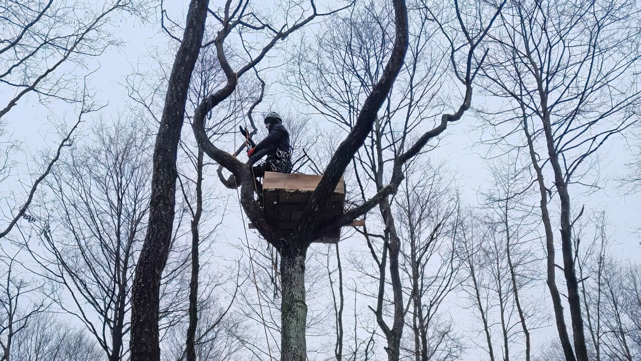 Pracownicy Biebrzańskiego Parku Narodowego pomagają puchaczom tworzyć nowe gniazda