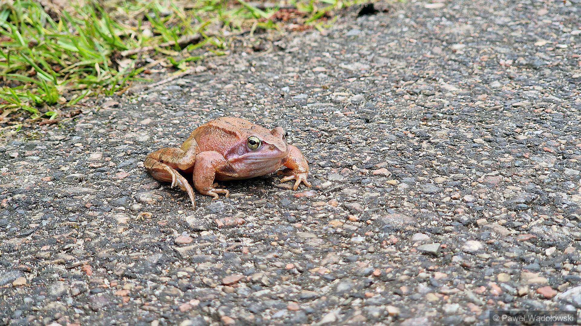 W Biebrzańskim Parku Narodowym przyrodnicy rozpoczęli akcję ochrony płazów