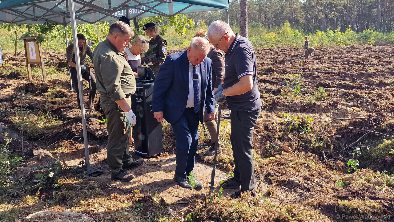W ramach akcji "Łączą nas drzewa" zostanie posadzonych ponad 6 tys. sosen [zdjęcia]