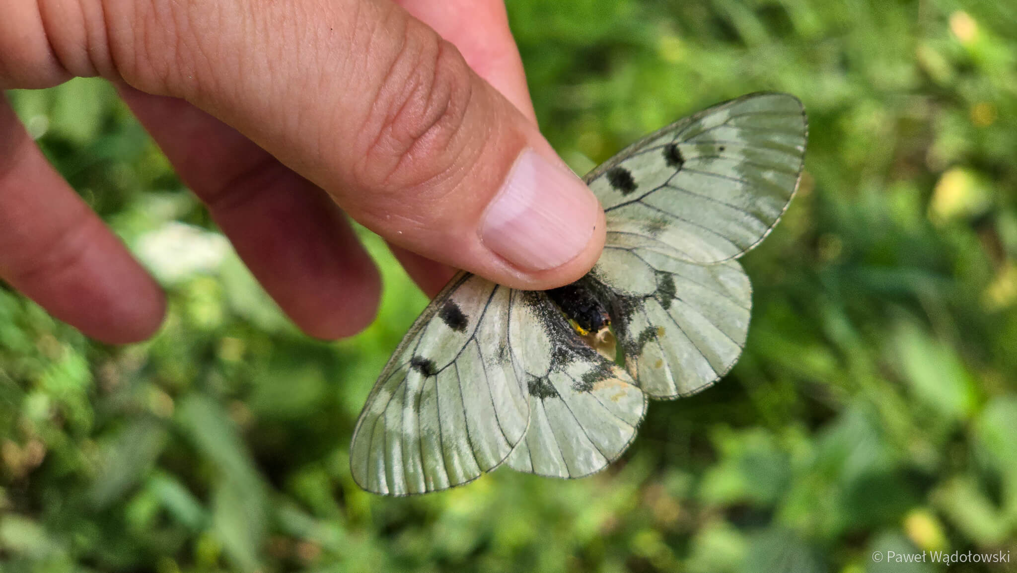 W Biebrzańskim Parku Narodowym można zaobserwować nietypowego motyla i największą pszczołę w Polsce