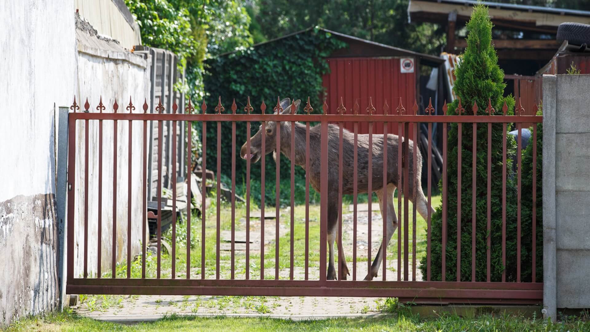 Łoś, który biegał po ulicach Łomży, nie przeżył