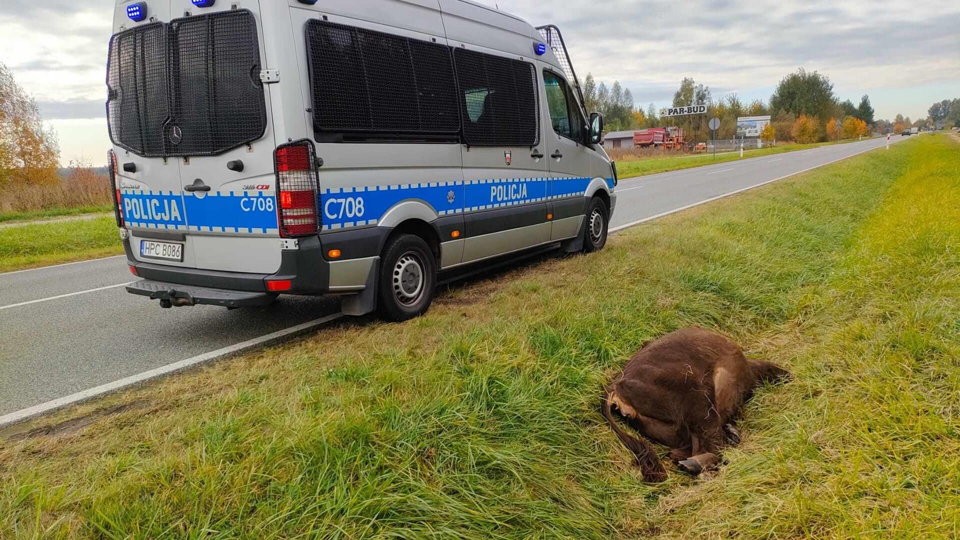 Policja wyjaśnia okoliczności wypadku z udziałem żubra