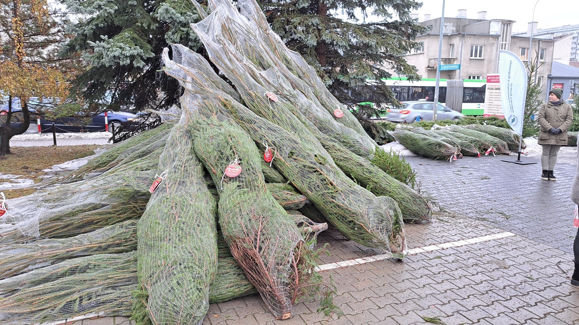 Trwa sprzedaż choinek przygotowanych przez Nadleśnictwo Suwałki