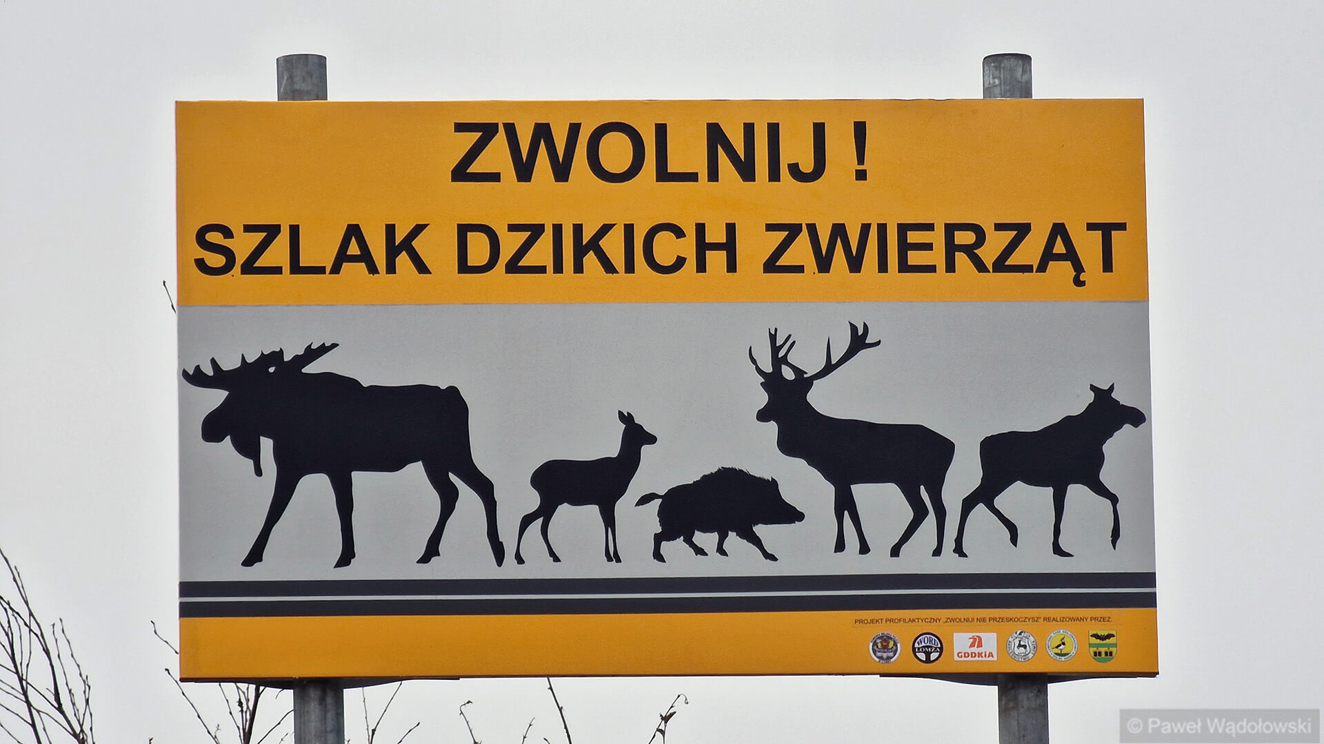 "Zwolnij - szlak dzikich zwierząt" - tablice ostrzegawcze przy dk 64