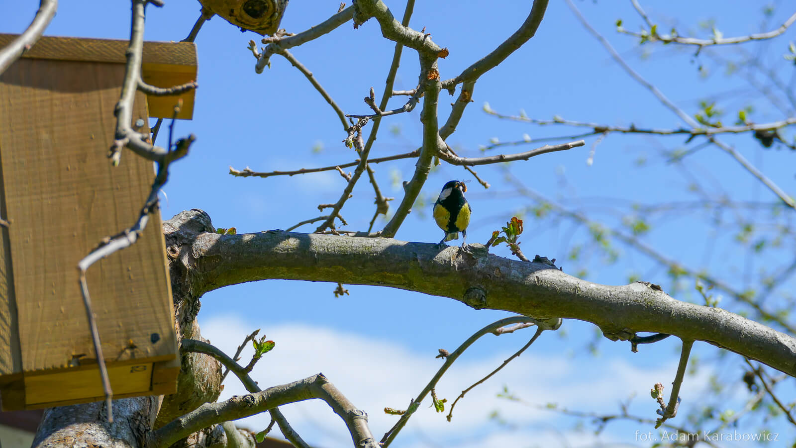 M.in. sikorki, wróble i modraszki zamieszkały w miejskich budkach lęgowych