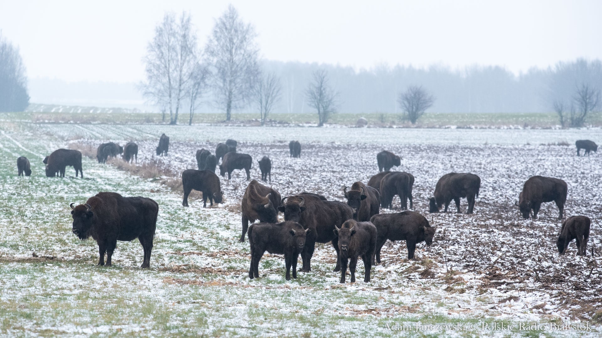 Na Podlasiu żyje coraz więcej żubrów