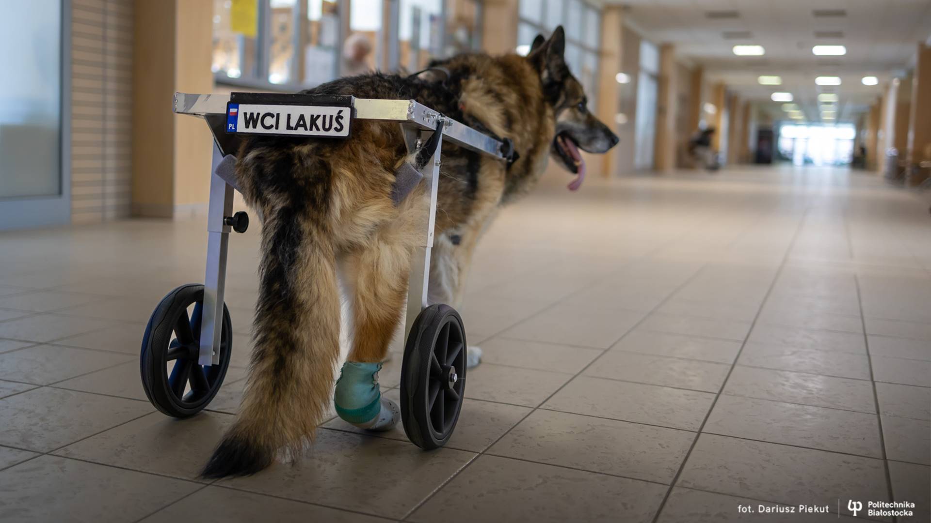 Studenci z Politechniki Białostockiej skonstruowali wózek inwalidzki dla psa
