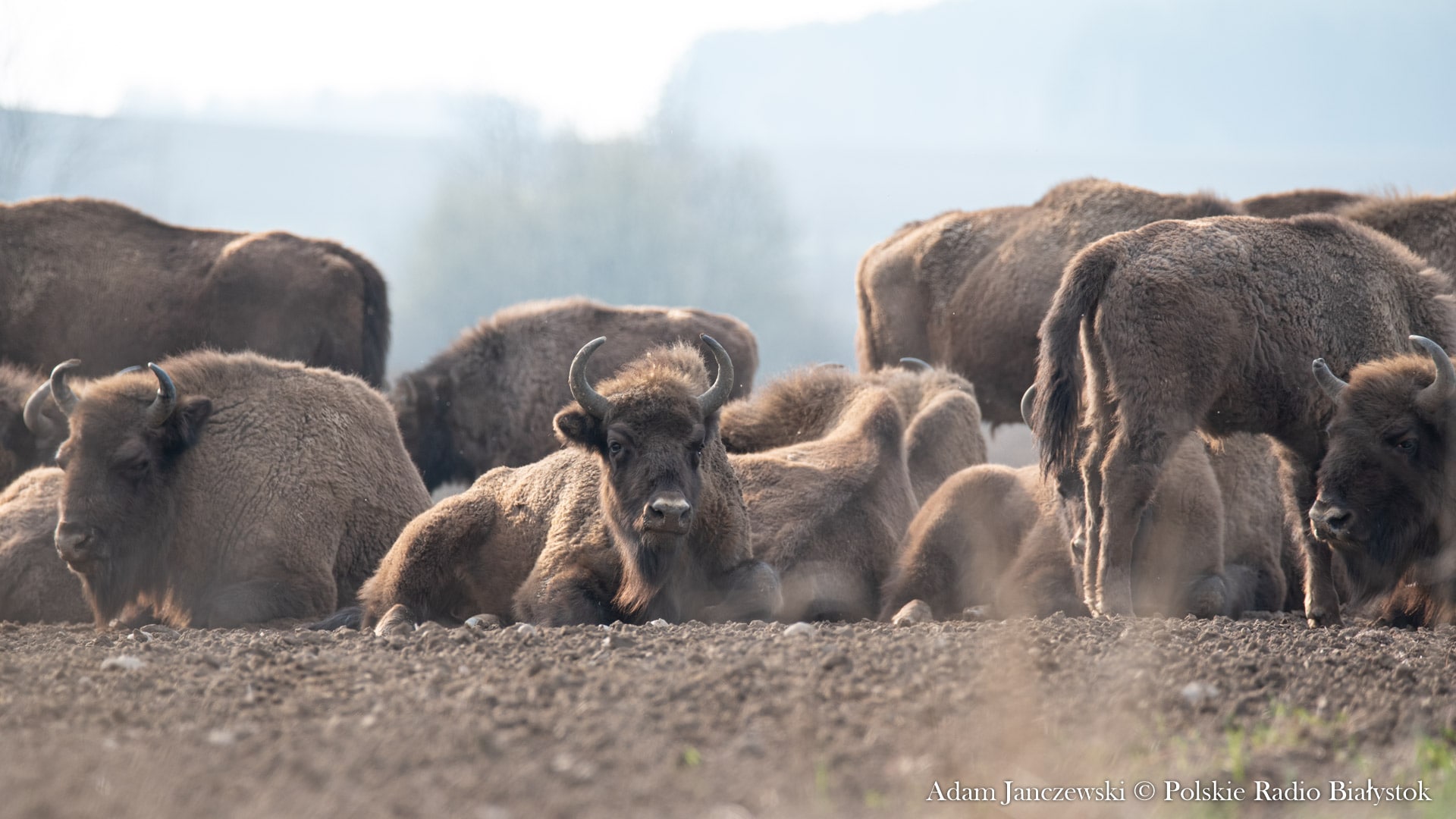 Aż cztery żubry urodziły się w tym roku w Puszczy Augustowskiej