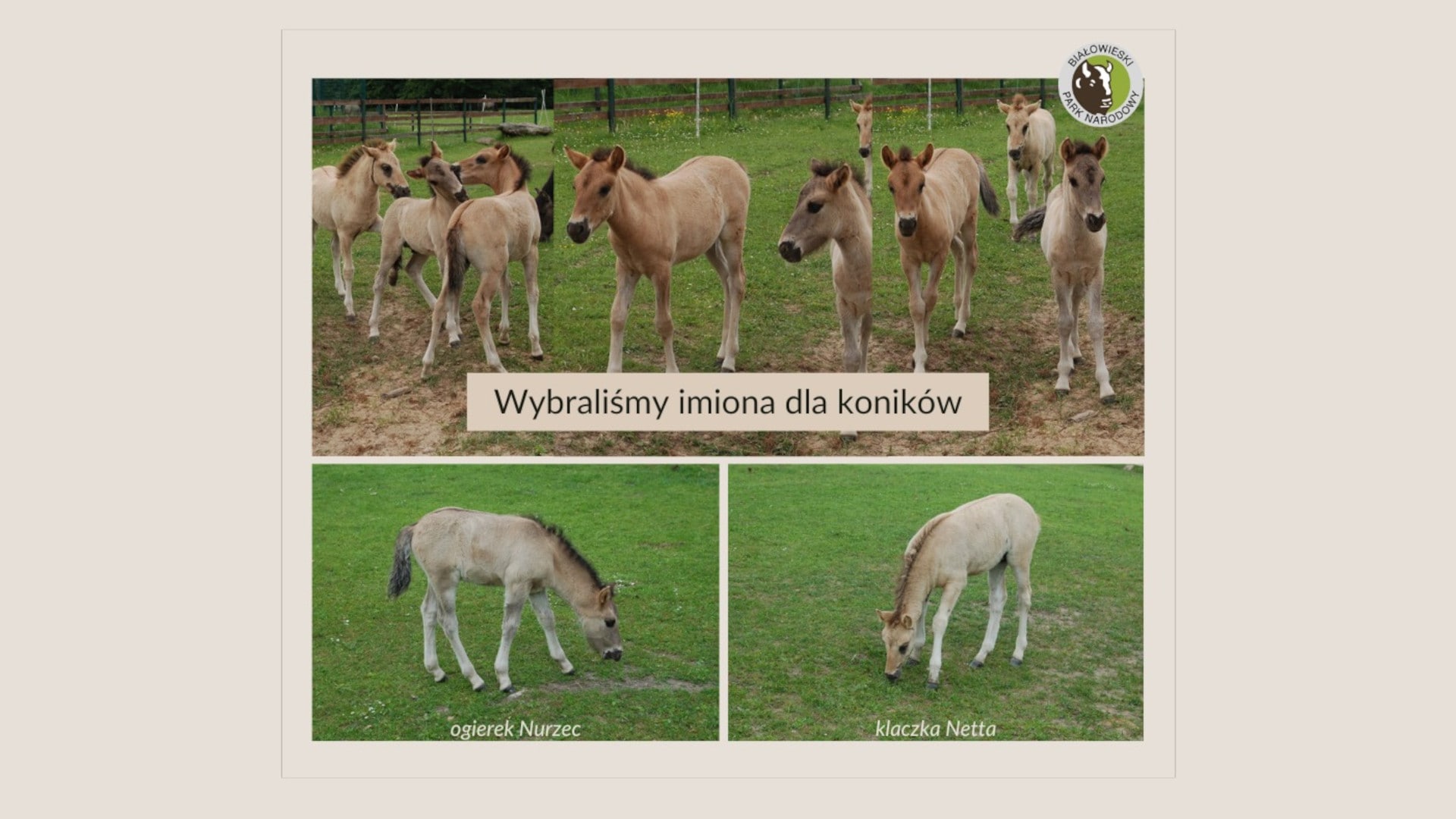 Nowe źrebięta z Rezerwatu Pokazowego Żubrów w Białowieskim Parku Narodowym mają już imiona