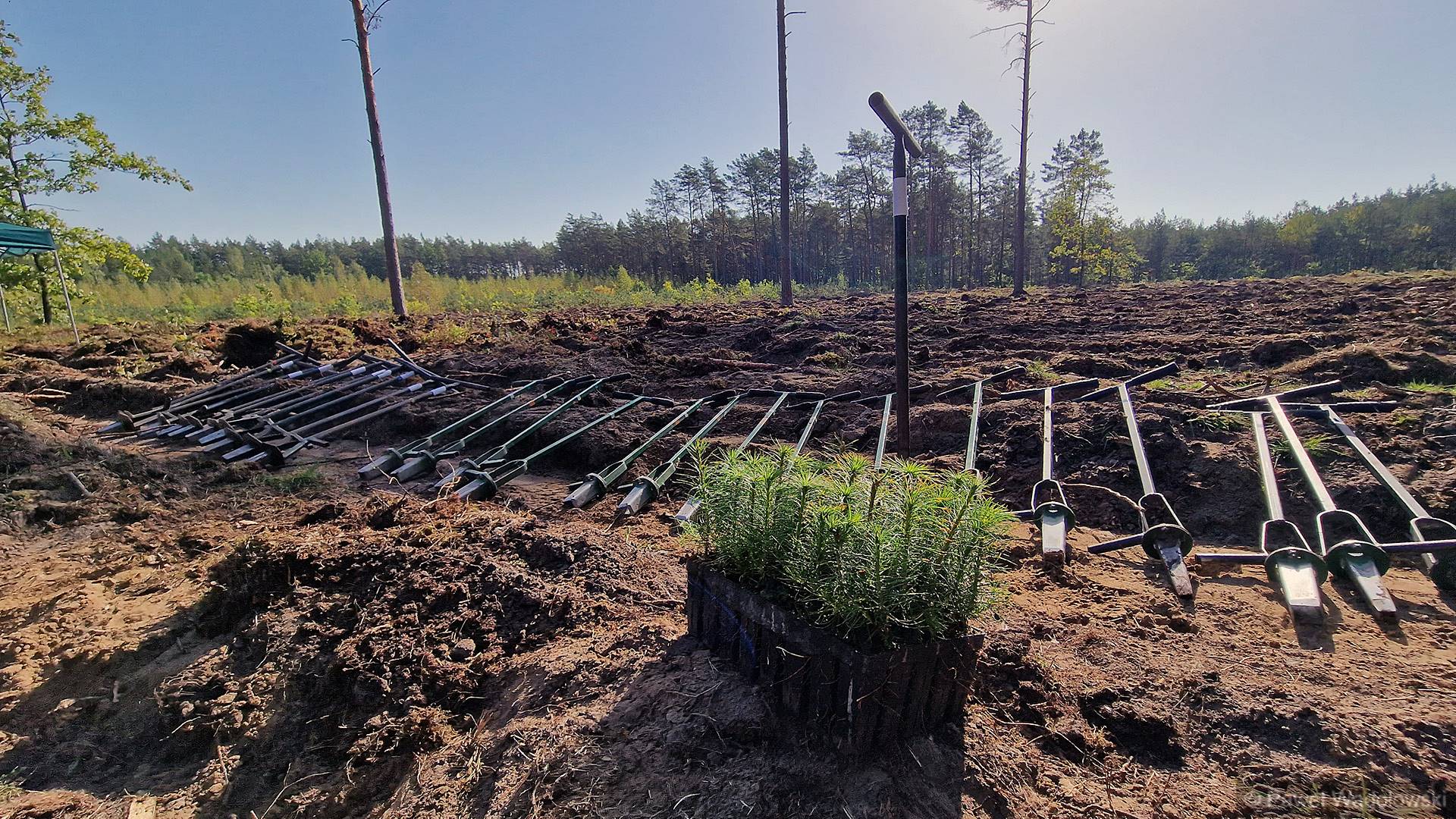 RDLP w Białymstoku chce odnowić w tym roku 3 tys. ha lasów