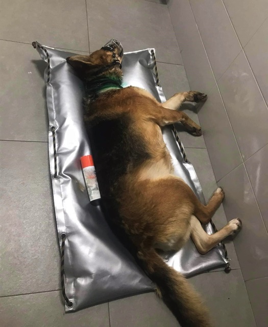 Obroża zaczęła wrastać psu w szyję. 53-latka usłyszała zarzut znęcania się nad zwierzęciem