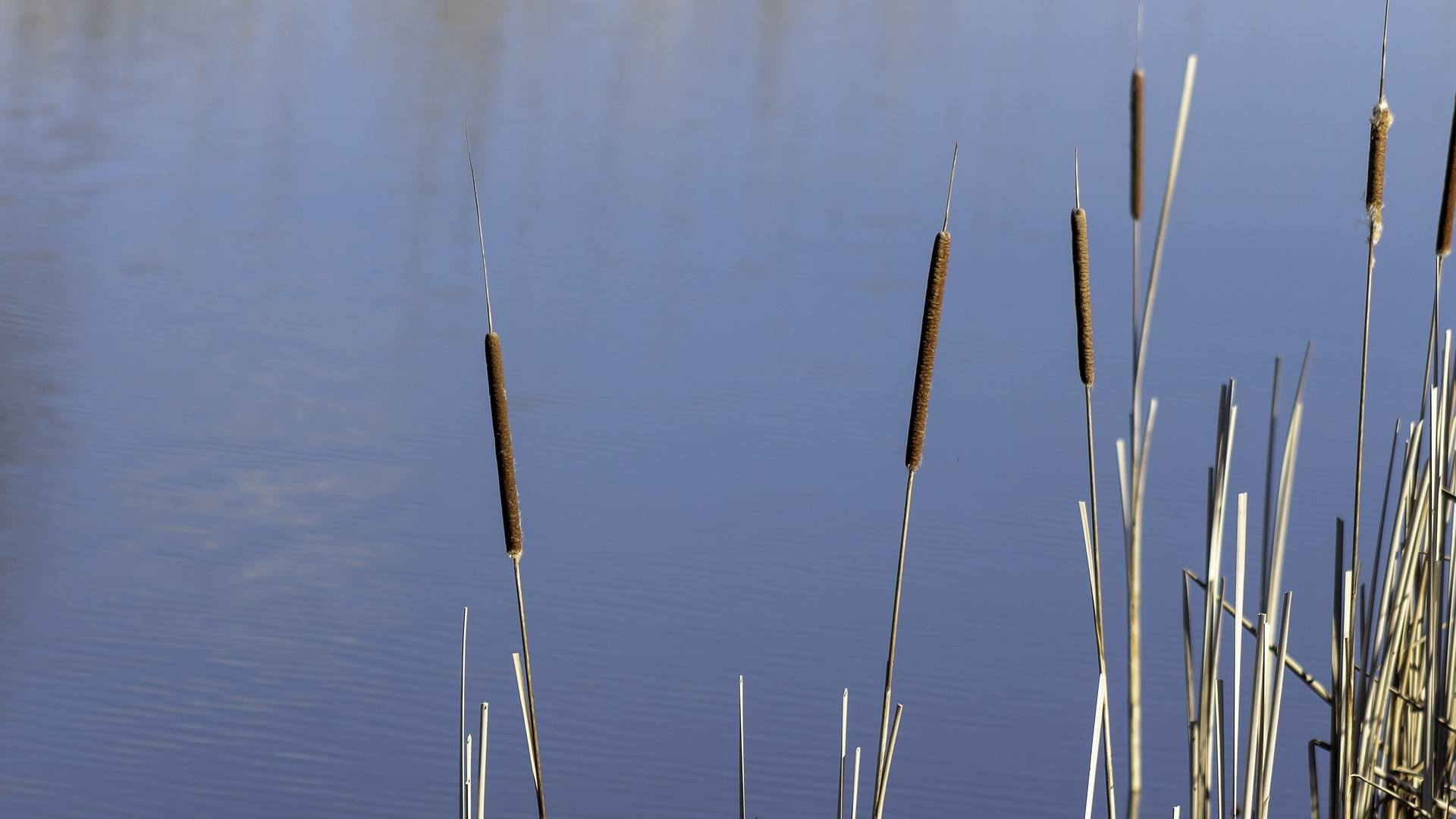 Pałka wodna - pięknie wygląda w wazonie, jest też jadalna