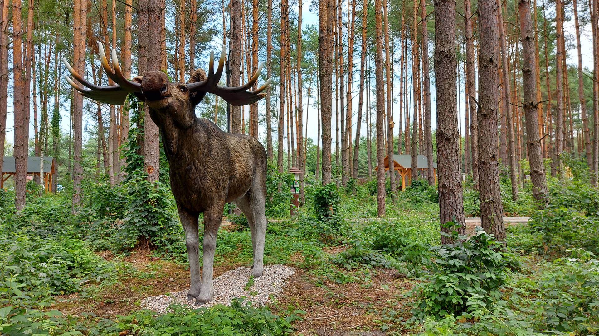 Dzień Łosia w Biebrzańskim Parku Narodowego
