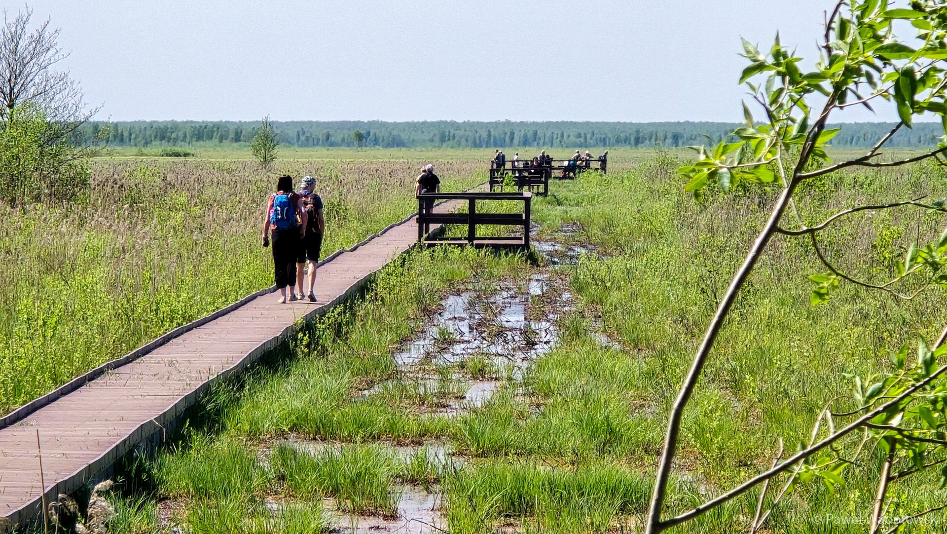 Dlaczego turyści licznie odwiedzają Biebrzański Park Narodowy w majówkę? [sonda]