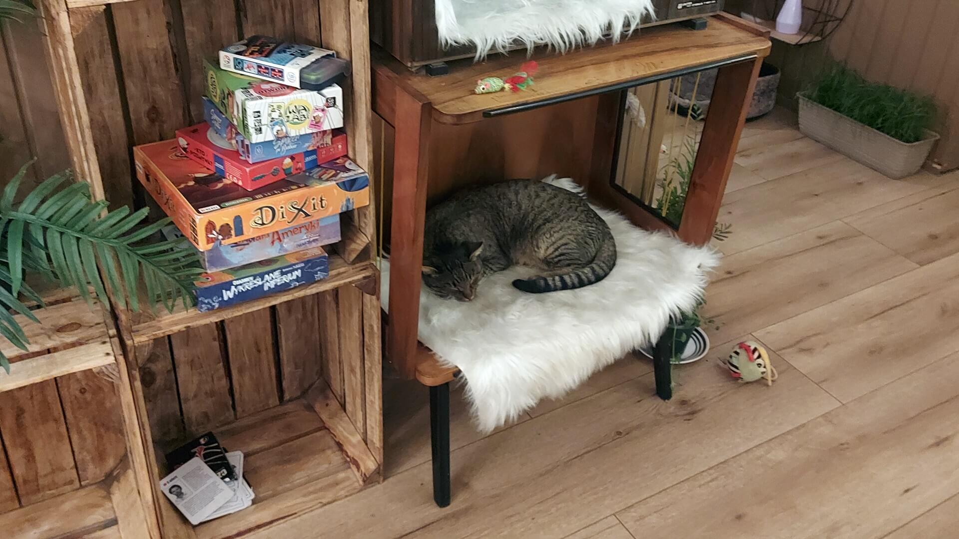 Białystok: koty poszukują nowego domu