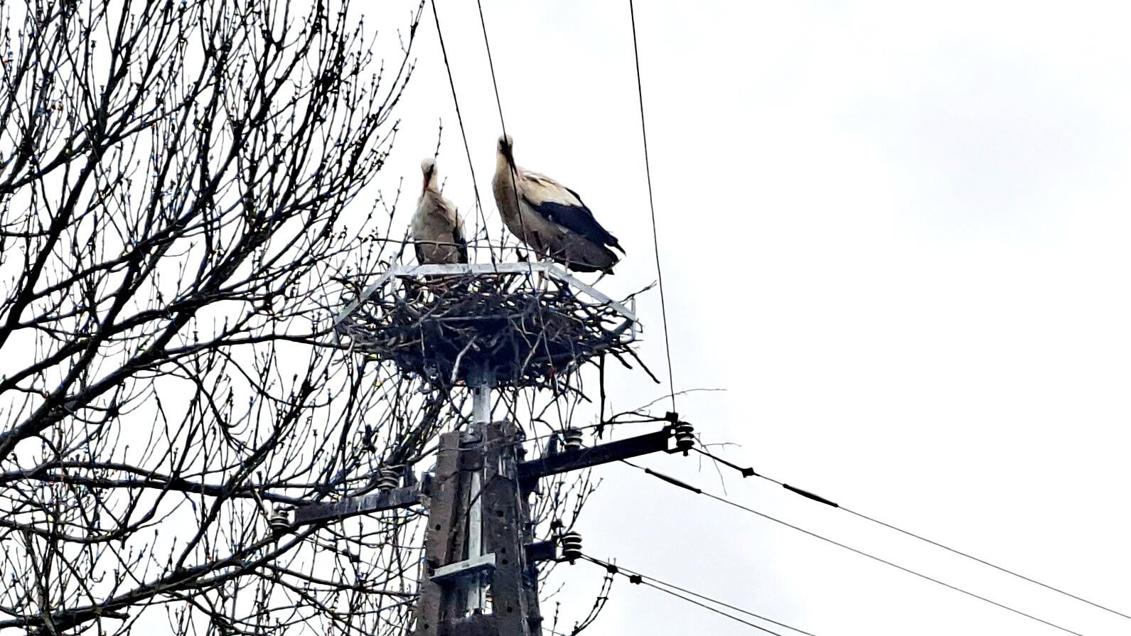 Bociany budują gniazdo w Trzaskach