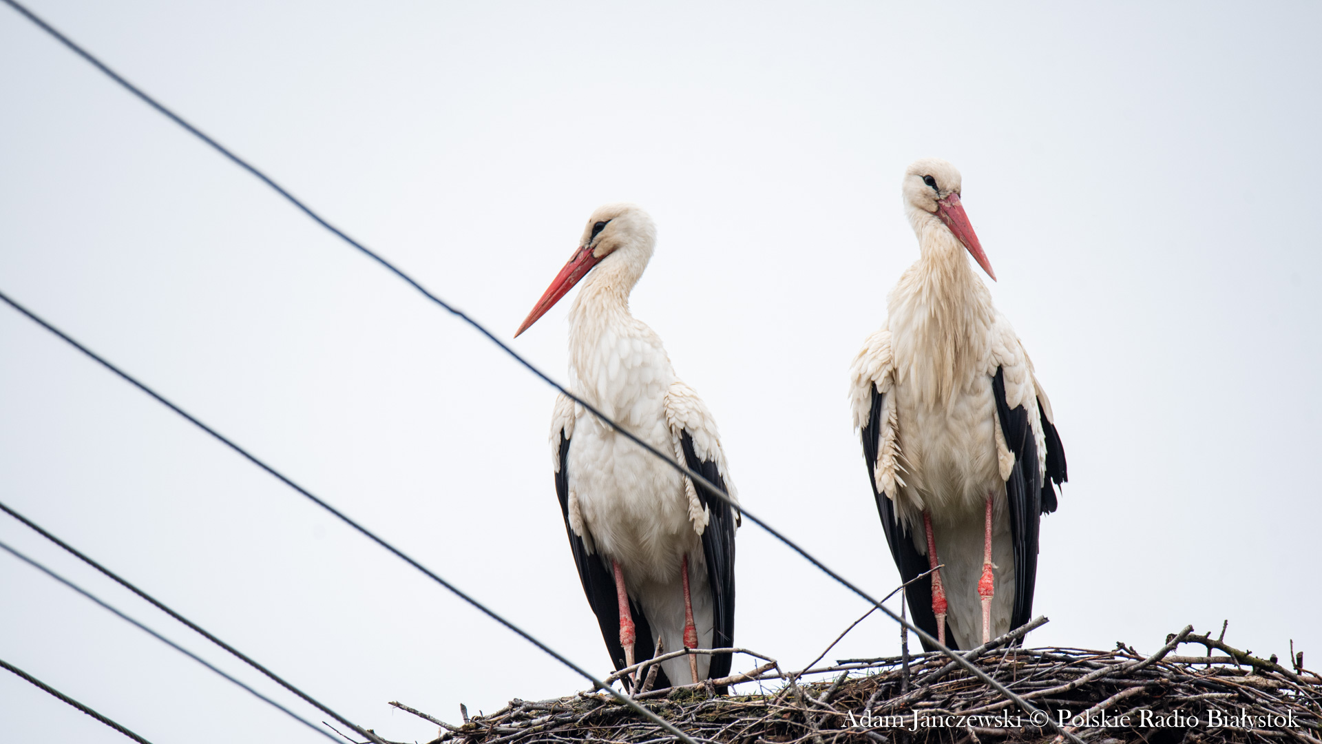 W Internecie można obserwować rodzinę bocianów z gminy Piątnica