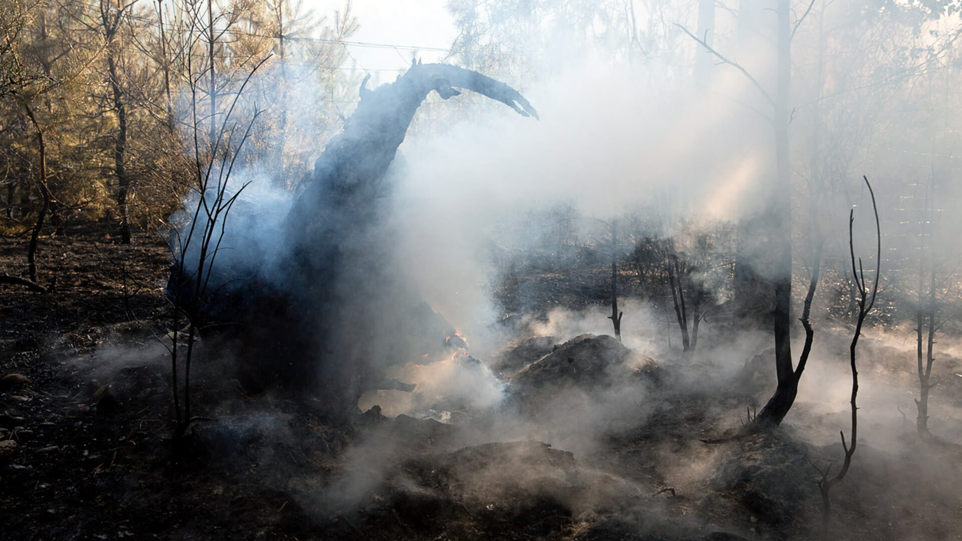10 hektarów lasu w ogniu w okolicach Śniadowa