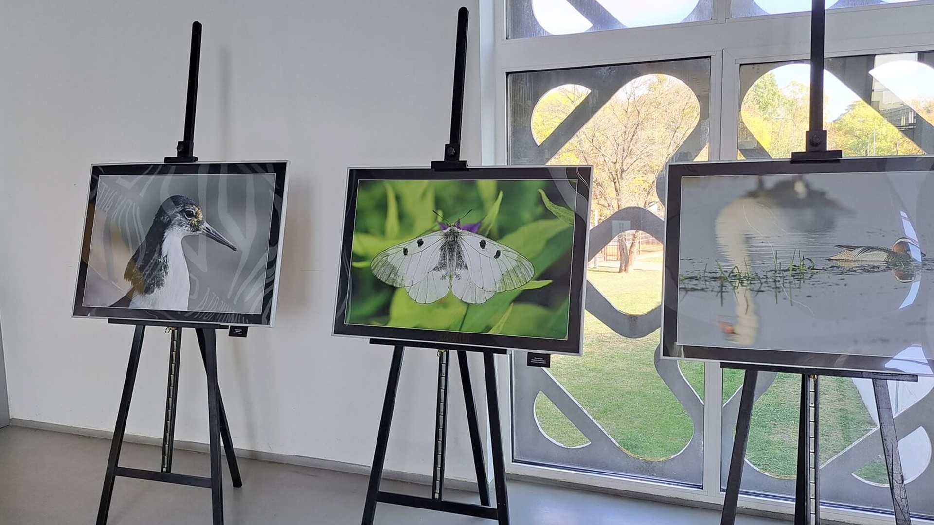 Na Politechnice Białostockiej można już oglądać wystawę poświęconą przyrodzie Biebrzańskiego Parku Narodowego