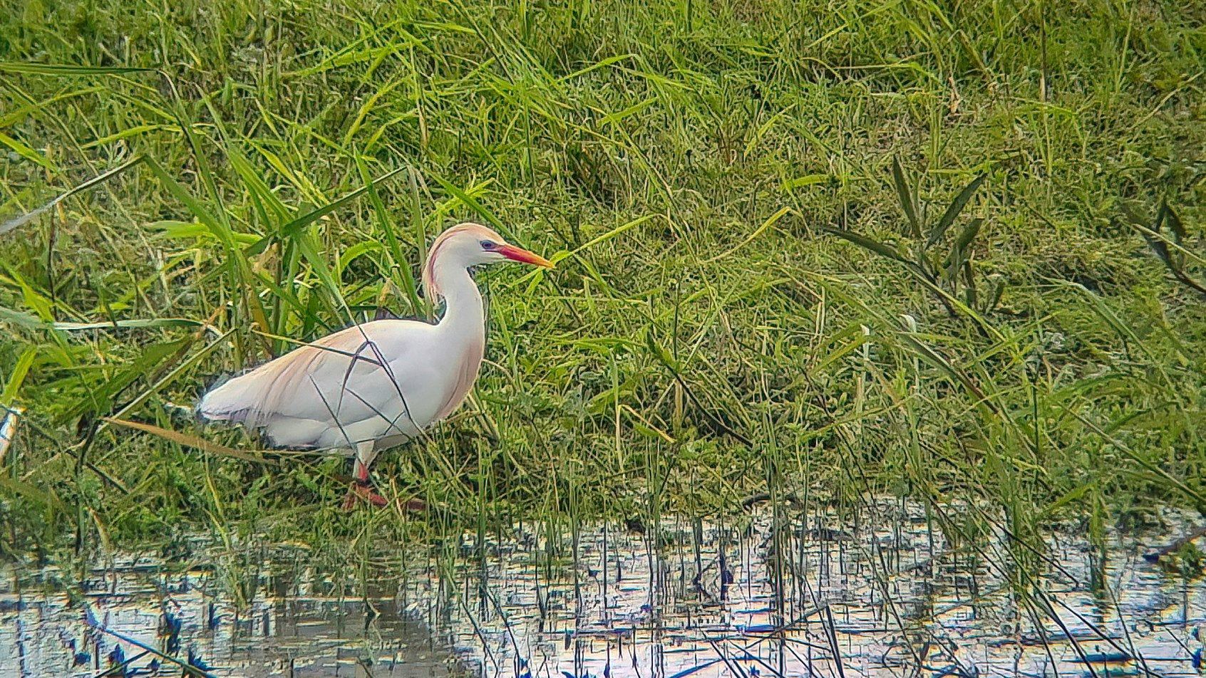 W Biebrzańskim Parku Narodowym ornitolodzy zaobserwowali ptaka, który nie występuje w tej części Europy