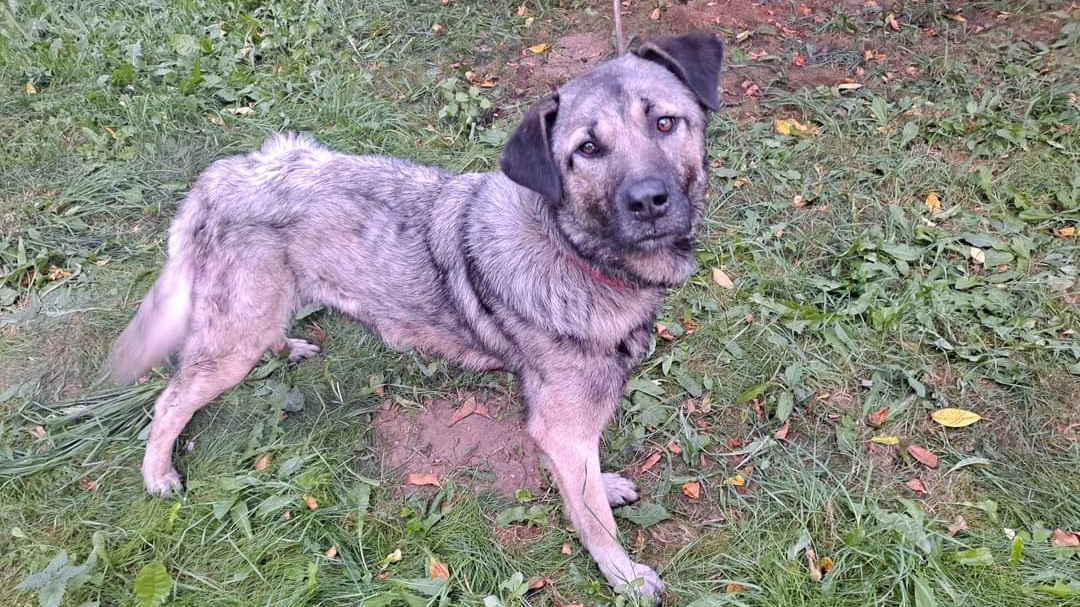 Agresywny pies błąkał się po jednej ze wsi w gminie Zawady - po naszej interwencji zwierzę trafiło do schroniska