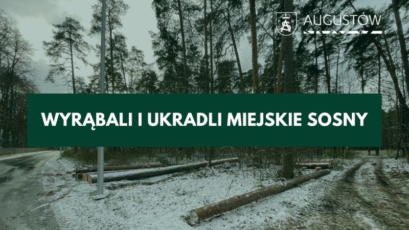 Czy dojdzie do polubownego zakończenia sprawy wycinki drzew w Studzienicznej?